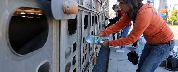 Canadian Woman Faces Up To 10 Years In Prison For Giving Pigs Water To Drink [Video]