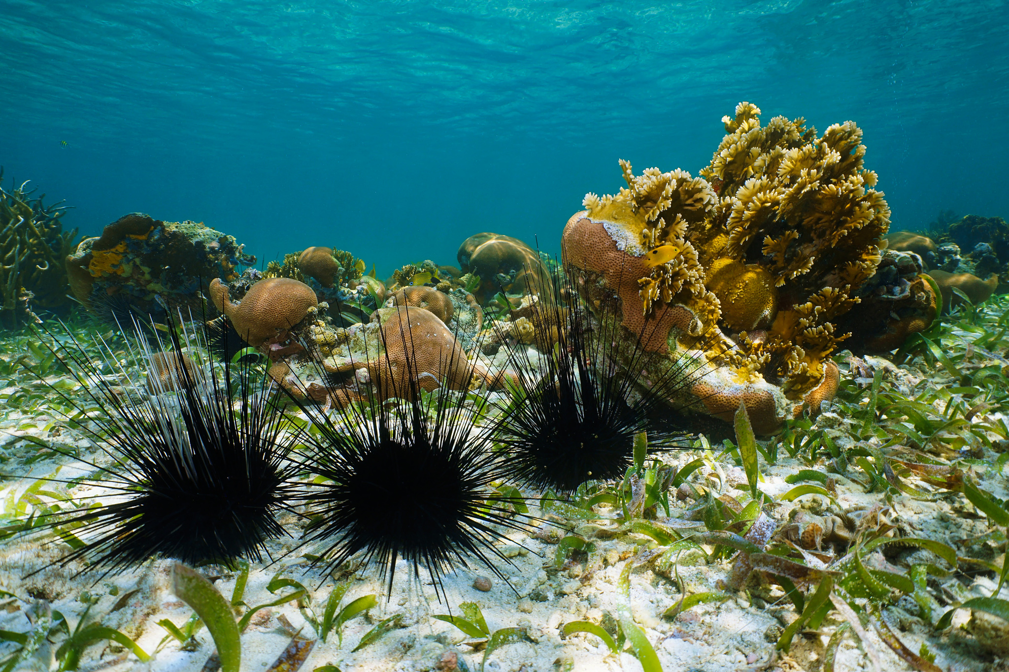 Picture of a long spined sea urchins underwater on seabed of the Caribbean sea