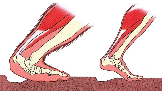 A scientific rendering of what a Bigfoot foot might look like in comparison to human anatomy. 