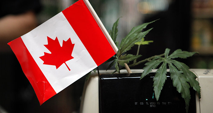 A cash register is adorned with a Canadian flag and imitation marijuana leaves at the BC Marijuana Party Headquarters in Vancouver, British Columbia, Tuesday, Feb. 23, 2010.