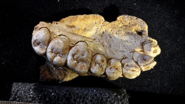This undated photo provided by researcher Gerhard Weber shows a portion of the upper left jaw and teeth from the Misliya-1 fossil. Researchers found the jawbone in an Israeli cave, indicating that modern humans left Africa as much as 100,000 years earlier than previously thought.