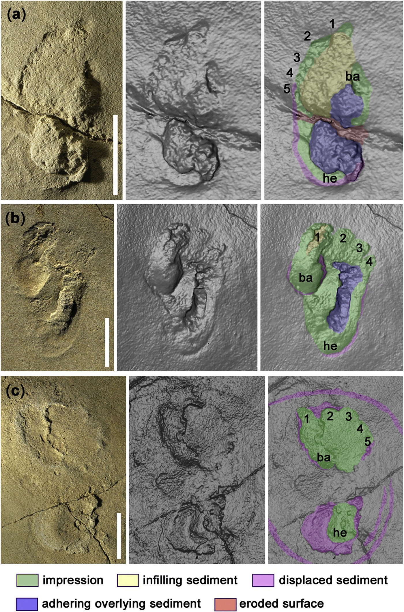 This figure from the scientific journal paper describing the tracks shows photographs, left, and laser scans, centre, of the three most well-preserved footprints. The images on the right label the ball (ba), heel (he) and five toes (numbered). (Gierlinski et. al./Proceedings of the Geologists’ Association)
