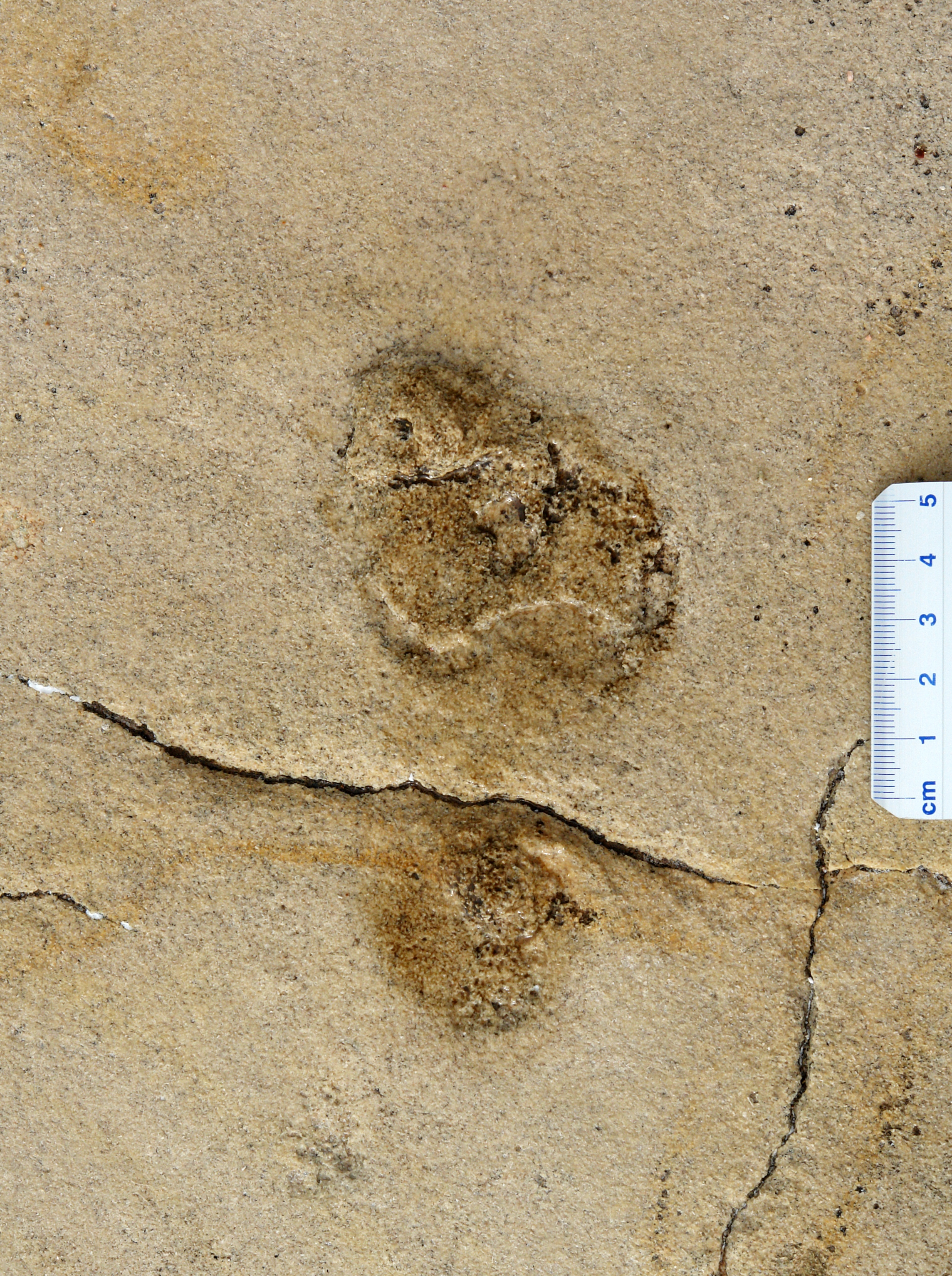 This closeup, taken in November 2010, shows the first footprint in the slab that Gierlinski recognized as being similar in shape to his own. (Submitted by Gerard Gierlinski)