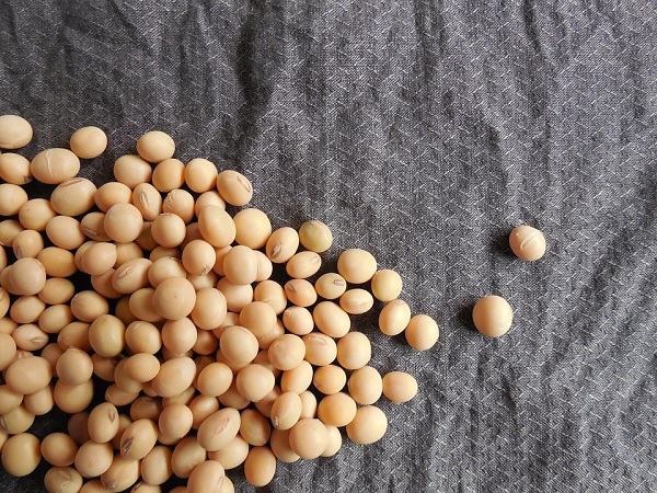 monsanto roundup soy beans