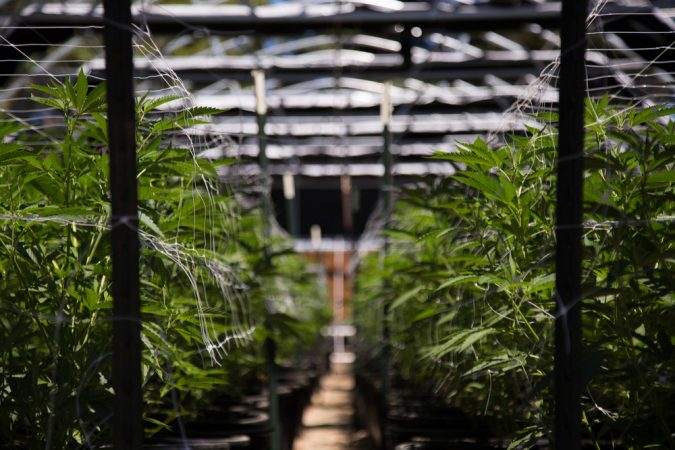 Cannabis Grow op indoor